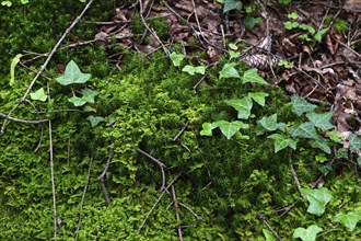 Natural background of moss, branches, ivy and dried leaves, in the forest