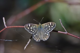 Speckled wood (Pararge aegeria), June, Saxony, Germany, Europe