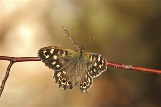 Speckled wood (Pararge aegeria), June, Saxony, Germany, Europe