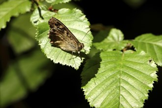 Speckled wood (Pararge aegeria), June, Saxony, Germany, Europe