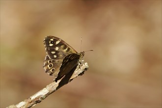 Speckled wood (Pararge aegeria), June, Saxony, Germany, Europe