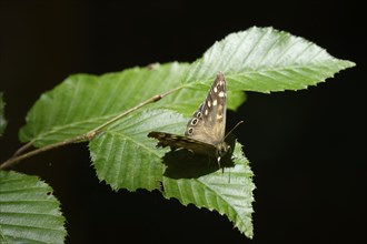 Speckled wood (Pararge aegeria), June, Saxony, Germany, Europe