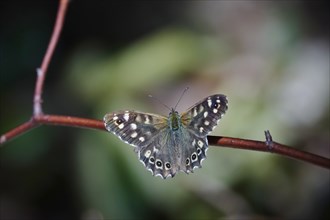 Speckled wood (Pararge aegeria), June, Saxony, Germany, Europe