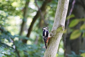 Great spotted woodpecker (Dendrocopus major), June, Saxony, Germany, Europe