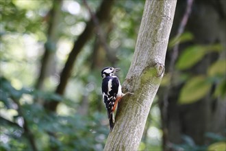 Great spotted woodpecker (Dendrocopus major), June, Saxony, Germany, Europe