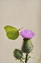 Beautiful brimstone (Gonepteryx rhamni), June, Germany, Europe