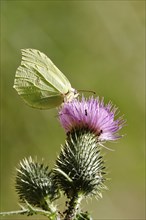 Beautiful brimstone (Gonepteryx rhamni), June, Germany, Europe