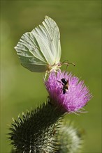 Beautiful brimstone (Gonepteryx rhamni), June, Germany, Europe