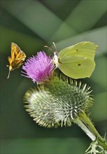 Beautiful brimstone (Gonepteryx rhamni), June, Germany, Europe