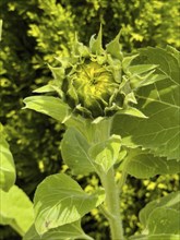 Flower head of common sunflower (Helianthus annuus) with visible still closed flower yellow petals,