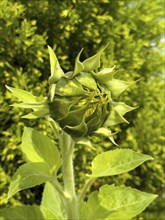 Common sunflower (Helianthus annuus) has formed flower head Flower is still closed, Germany, Europe