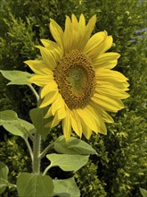 Common sunflower (Helianthus annuus) bears has opened flower forms grow fresh sunflower seeds,