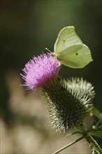 Beautiful brimstone (Gonepteryx rhamni), June, Germany, Europe