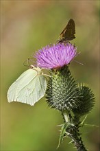 Beautiful brimstone (Gonepteryx rhamni), June, Germany, Europe