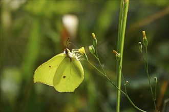 Beautiful brimstone (Gonepteryx rhamni), June, Germany, Europe