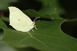 Beautiful brimstone (Gonepteryx rhamni), June, Germany, Europe