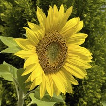 Common sunflower (Helianthus annuus) bears has opened flower with yellow petals forms fresh
