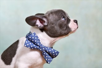 Portrait of pied French Bulldog puppy with bow tie and long nose