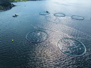 Floating cages of a salmon farm, Hardangerfjord near Jondal, aerial view, Hardanger, Norway, Europe