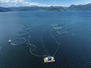 Floating cages of a salmon farm, Hardangerfjord near Jondal, aerial view, Hardanger, Norway, Europe