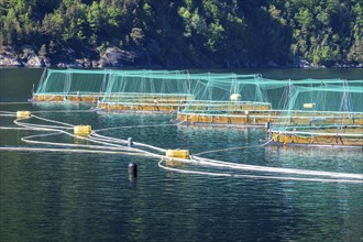 Floating cages of a salmon farm, Hardangerfjord near Bondhus, Hardanger, Norway, Europe