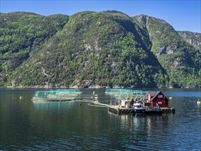 Floating cages of a salmon farm, Hardangerfjord near Bondhus, Hardanger, Norway, Europe