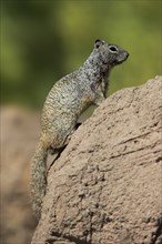 Rock gopher, (Otospermophilus variegatus), adult, on rocks, vigilant, Sonoran Desert, Arizona,