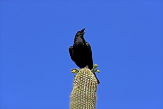 Chihuahuan raven (Corvus cryptoleucus), adult, calling, on saguaro cactus, Sonoran Desert, Arizona,