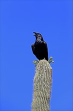 Chihuahuan raven (Corvus cryptoleucus), adult, calling, on saguaro cactus, Sonoran Desert, Arizona,