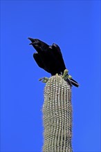 Chihuahuan raven (Corvus cryptoleucus), adult, calling, on saguaro cactus, Sonoran Desert, Arizona,