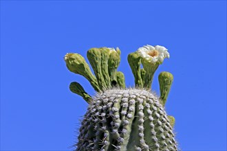 Saguaro (Carnegiea gigantea), blooming, flower, Sonora Desert, Arizona, North America, USA, North