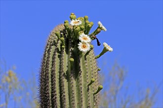 Saguaro (Carnegiea gigantea), blooming, flower, Sonora Desert, Arizona, North America, USA, North