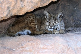 Bobcat, (Lynx rufus), adult, lying, at the den, resting, alert, Sonoran Desert, Arizona, North