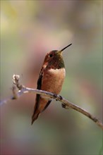 Rufous hummingbird (Selasphorus rufus), adult, male, perch, Sonoran Desert, Arizona, North America,