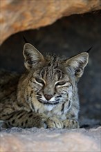 Bobcat, (Lynx rufus), adult, lying, at den, resting, alert, portrait, Sonoran Desert, Arizona,