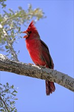 Northern cardinal (Cardinalis cardinalis), adult, male, on tree, singing, Sonora Desert, Arizona,