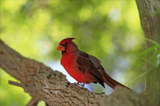 Northern cardinal (Cardinalis cardinalis), adult, male, on tree, alert, Sonoran Desert, Arizona,