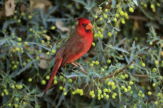 Northern cardinal (Cardinalis cardinalis), adult, male, on tree, foraging, Sonora Desert, Arizona,