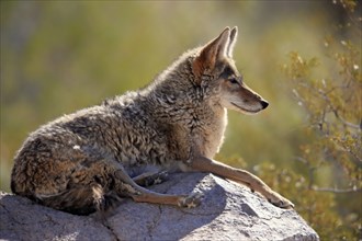 Coyote (Canis latrans), North American prairie wolf, plains wolf, adult, sitting, on rocks, Sonoran