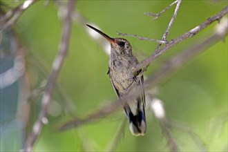 Broad-billed hummingbird (Cynanthus latirostris), adult, female, in perch, Sonoran Desert, Arizona,