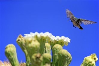 Broad-billed hummingbird (Cynanthus latirostris), adult, female, flying, on flower, foraging,
