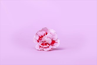 Single pink Dianthus flowers on pastel pink background