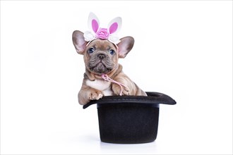 Cute French Bulldog dog puppy with bunny headband in black magician hat on white background