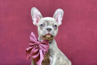 Portrait of young Lilac Brindle French Bulldog dog puppy with burgundy ribbon in front of studio