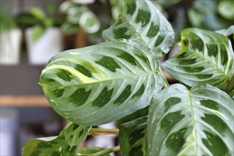 Close up of leaf of exotic 'Maranta Leuconeura Kerchoveana Variagata' houseplant with white spots