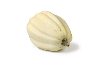 Cream white colored long Acorn squash on white background