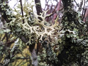 Moised grey lichen and dark green moss on branches