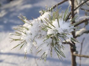Snow in spruce tree, closeup with sunlight