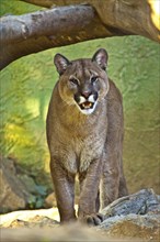 Puma (Puma concolor)