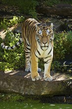 Siberian tiger (Panthera tigris altaica)